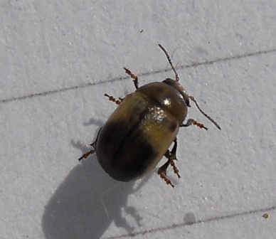 Trichius sp. e due Chrysomelidae misteriosi